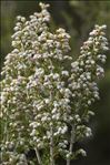Erica arborea L.