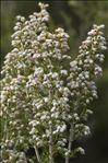 Erica arborea L.