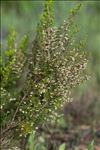 Erica arborea L.