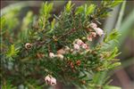 Erica arborea L.