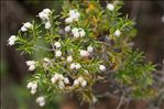 Erica arborea L.