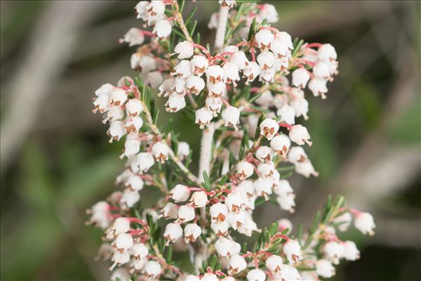 Erica arborea L.