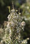 Erica arborea L.