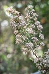 Erica arborea L.