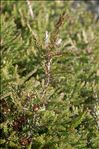 Erica carnea L.