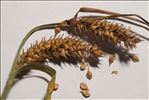 Carex vesicaria L.