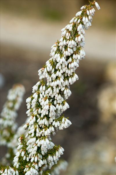 Erica lusitanica subsp. cantabrica 