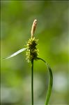 Carex viridula Michx. var. viridula