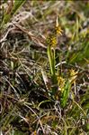 Carex viridula Michx.
