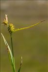 Carex viridula Michx.