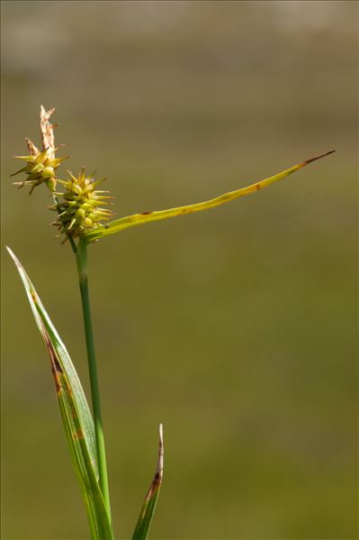Carex viridula Michx. var. viridula