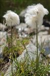 Eriophorum scheuchzeri Hoppe