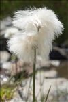 Eriophorum scheuchzeri Hoppe