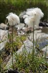 Eriophorum scheuchzeri Hoppe