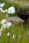 Eriophorum scheuchzeri Hoppe