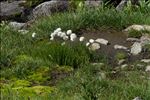 Eriophorum scheuchzeri Hoppe