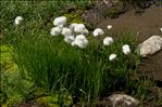 Eriophorum scheuchzeri Hoppe