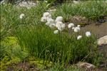 Eriophorum scheuchzeri Hoppe