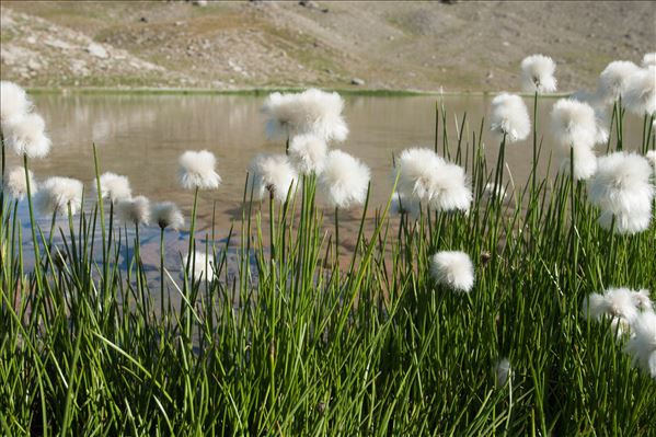 Eriophorum scheuchzeri Hoppe