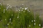 Eriophorum scheuchzeri Hoppe