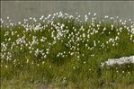 Eriophorum scheuchzeri Hoppe