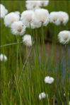 Eriophorum scheuchzeri Hoppe