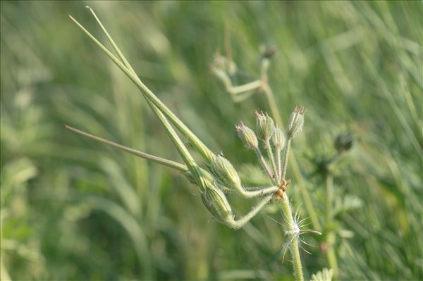 Erodium ciconium (L.) L'Hér.