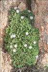 Erodium corsicum Léman