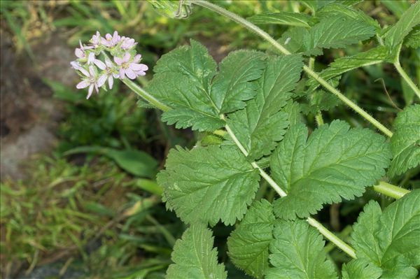 Erodium moschatum (L.) L'Hér.