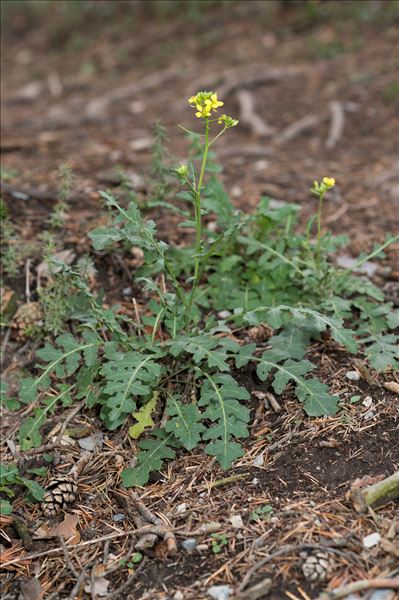 Erucastrum nasturtiifolium subsp. sudrei Vivant