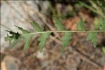 Erucastrum nasturtiifolium subsp. sudrei Vivant