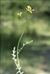 Erucastrum nasturtiifolium (Poir.) O.E.Schulz