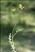 Erucastrum nasturtiifolium (Poir.) O.E.Schulz