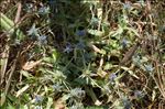 Eryngium viviparum J.Gay