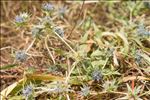 Eryngium viviparum J.Gay