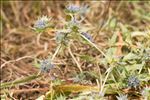 Eryngium viviparum J.Gay