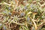 Eryngium viviparum J.Gay