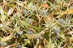 Eryngium viviparum J.Gay