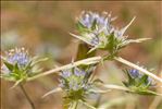 Eryngium viviparum J.Gay