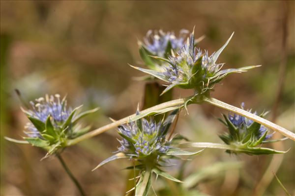 Eryngium viviparum J.Gay