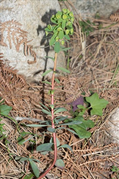 Euphorbia amygdaloides subsp. semiperfoliata (Viv.) A.R.Sm.