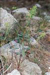 Euphorbia amygdaloides subsp. semiperfoliata (Viv.) A.R.Sm.