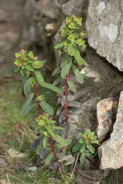 Euphorbia amygdaloides subsp. semiperfoliata (Viv.) A.R.Sm.