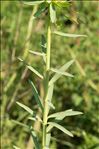 Euphorbia biumbellata Poir.
