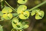 Euphorbia biumbellata Poir.