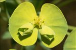 Euphorbia biumbellata Poir.