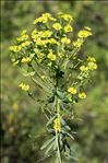 Euphorbia biumbellata Poir.