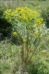 Euphorbia biumbellata Poir.