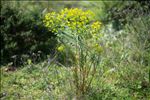 Euphorbia biumbellata Poir.