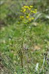 Euphorbia biumbellata Poir.